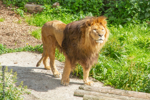 The lion stands and looks into the distance