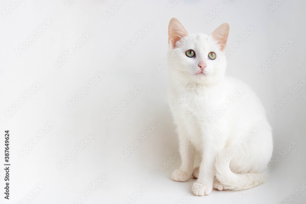 White cat sitting on a white background, looking up. Space for your text White cat sitting on a white background, looking up. Space for your text