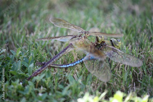 Blue and green dragonflies in love
