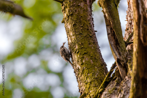 Pełzacz leśny Certhia familiaris zbiera owady dla swojego potomstwa, mały ptak pełzający po korze drzewa