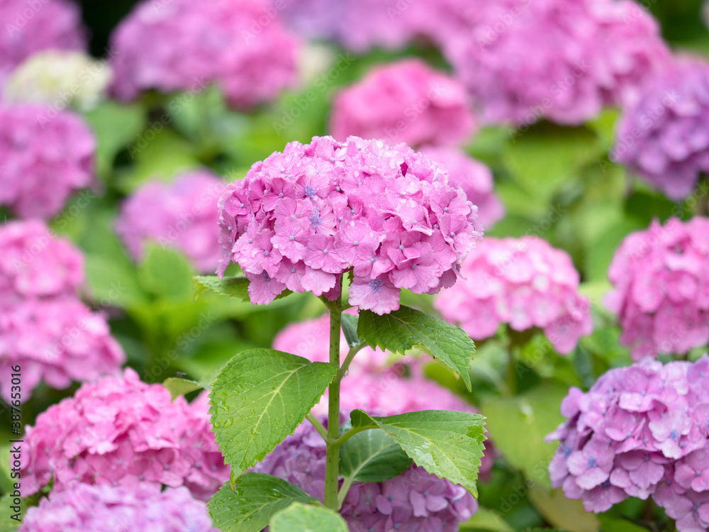 ピンクのアジサイの花