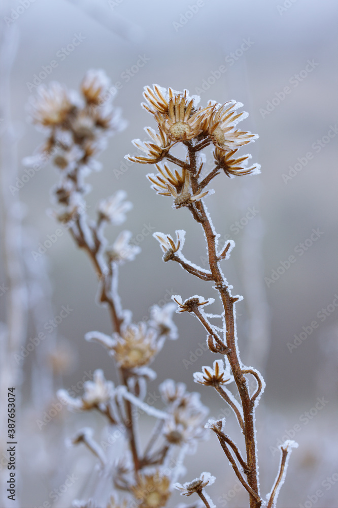 dos ramas paralelas de flores secas recubiertas de hielo. dos ramas paralelas de flores secas recubiertas de hielo.