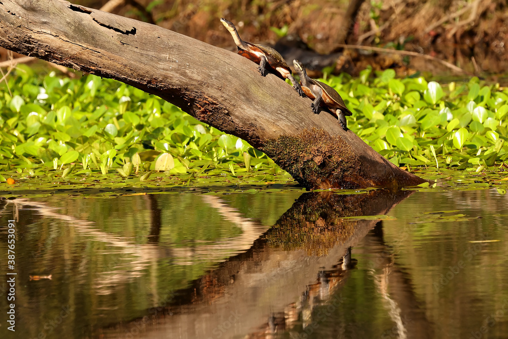 Eastern Long-necked and Murray River Turtle basking on a river log Eastern Long-necked and Murray River Turtle basking on a river log
