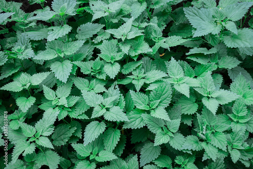 green leaves background