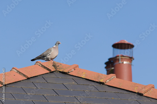 Sunny wood pigeon perched on the mossy peak of a tiled roof, higher