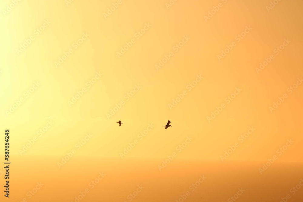 Vögel vor Orangenem Hintergrund bei Sonnenuntergang Vögel vor Orangenem Hintergrund bei Sonnenuntergang
