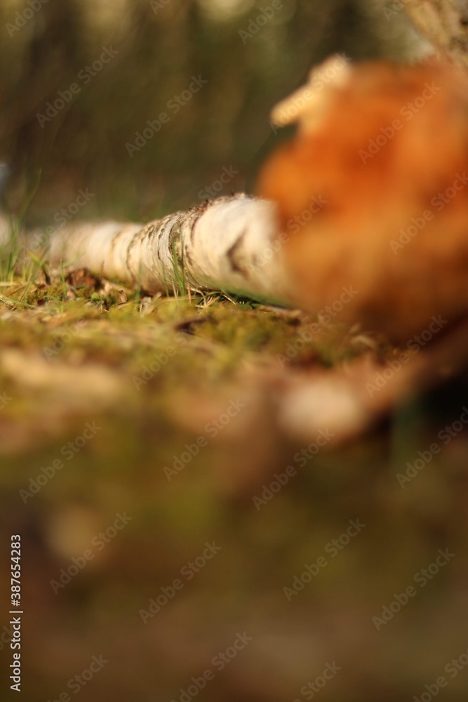 Obraz premium Baumstamm auf Waldboden Macro