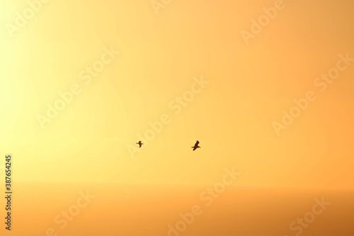 Vögel vor Orangenem Hintergrund bei Sonnenuntergang