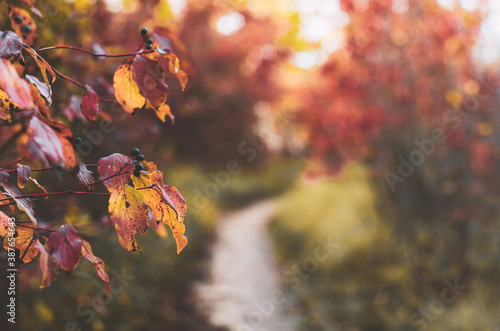 Close up of colourful autumn leaves in the forest path with a blurred background for copy space