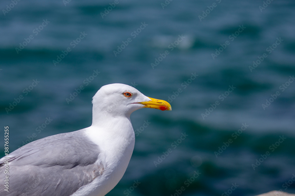 Seagull