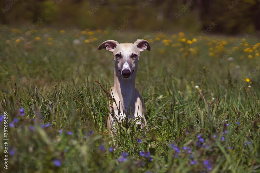 Cute fawn and white Whippet dog lying down in a meadow with a green grass and flowers in summer Cute fawn and white Whippet dog lying down in a meadow with a green grass and flowers in summer