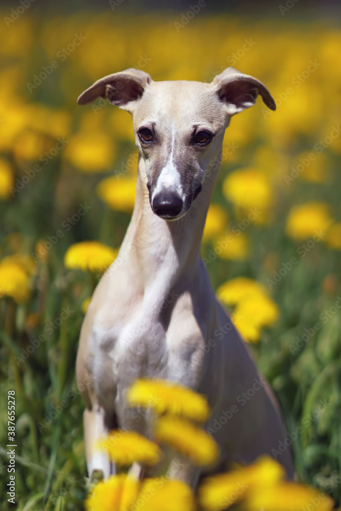 Cute fawn and white Whippet dog sitting outdoors in a green grass with yellow dandelion flowers in spring