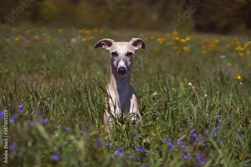 Cute fawn and white Whippet dog lying down in a meadow with a green grass and flowers in summer