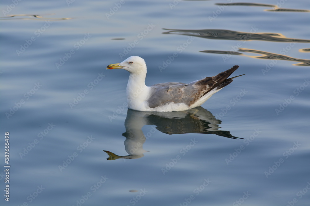 seagull on the sea seagull on the sea