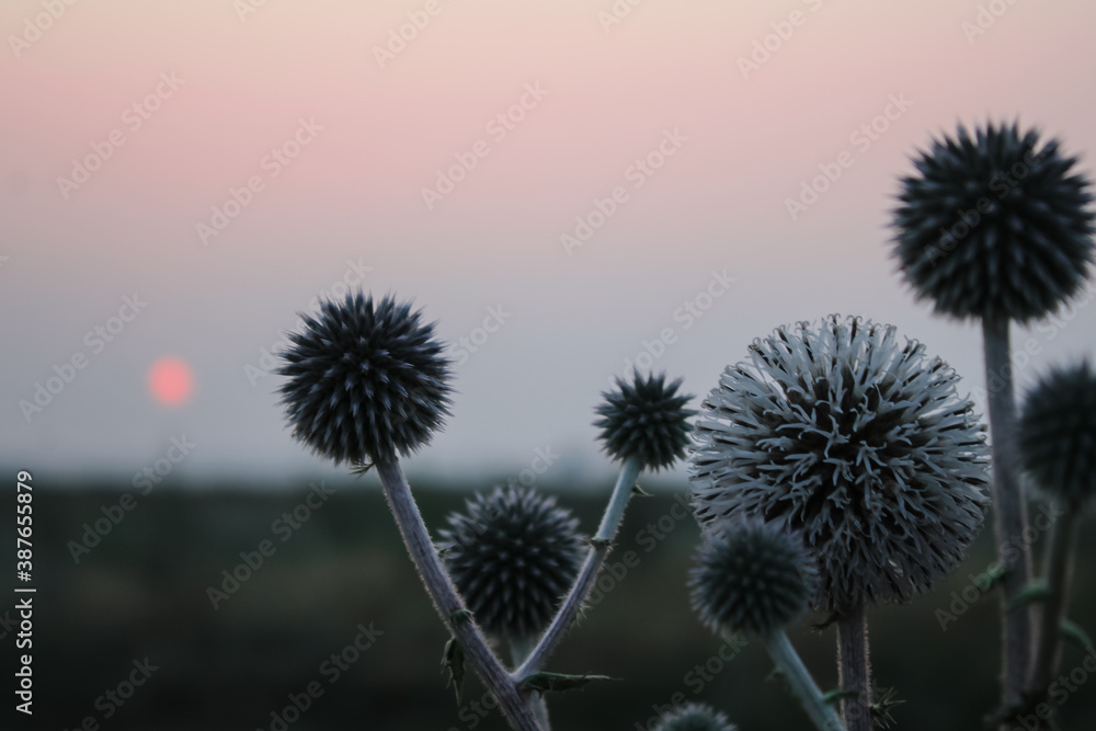thistle on sky background
