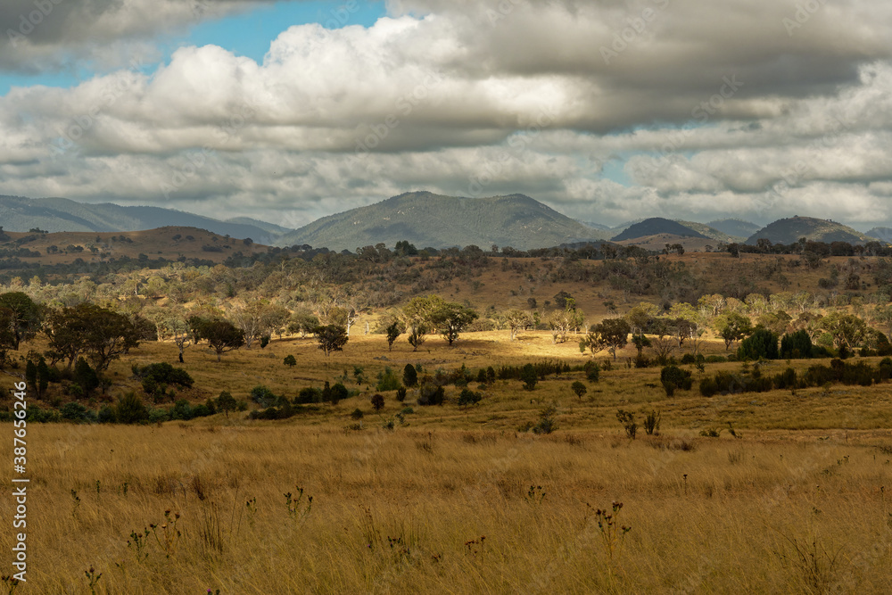 Landscape in Australia with kangaroos and wallaby, Tidbinbilla Nature Reserve, fringe of Namadgi National Park