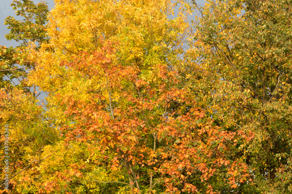 Colorful foliage of trees at sunny autumn day. Colorful foliage of trees at sunny autumn day.