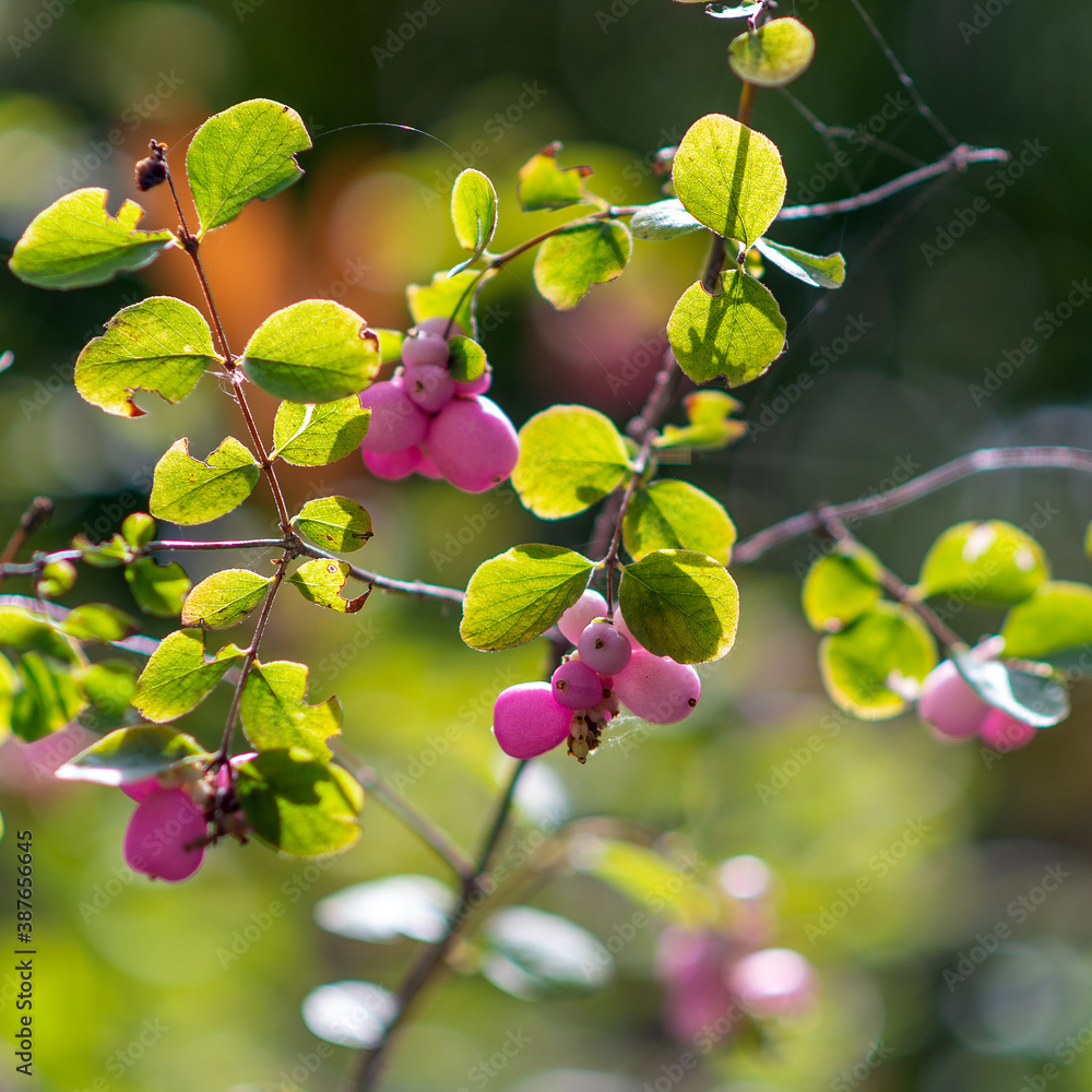 Boutons de fleurs roses Boutons de fleurs roses