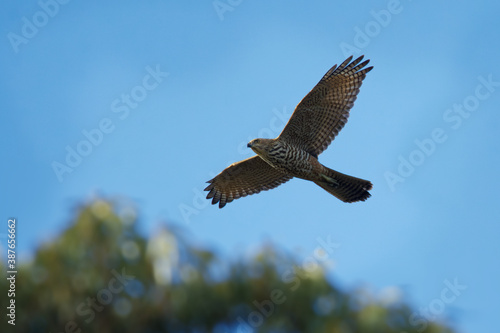 Photos Brown goshawk - Accipiter fasciatus medium-sized bird of prey in the family Acci