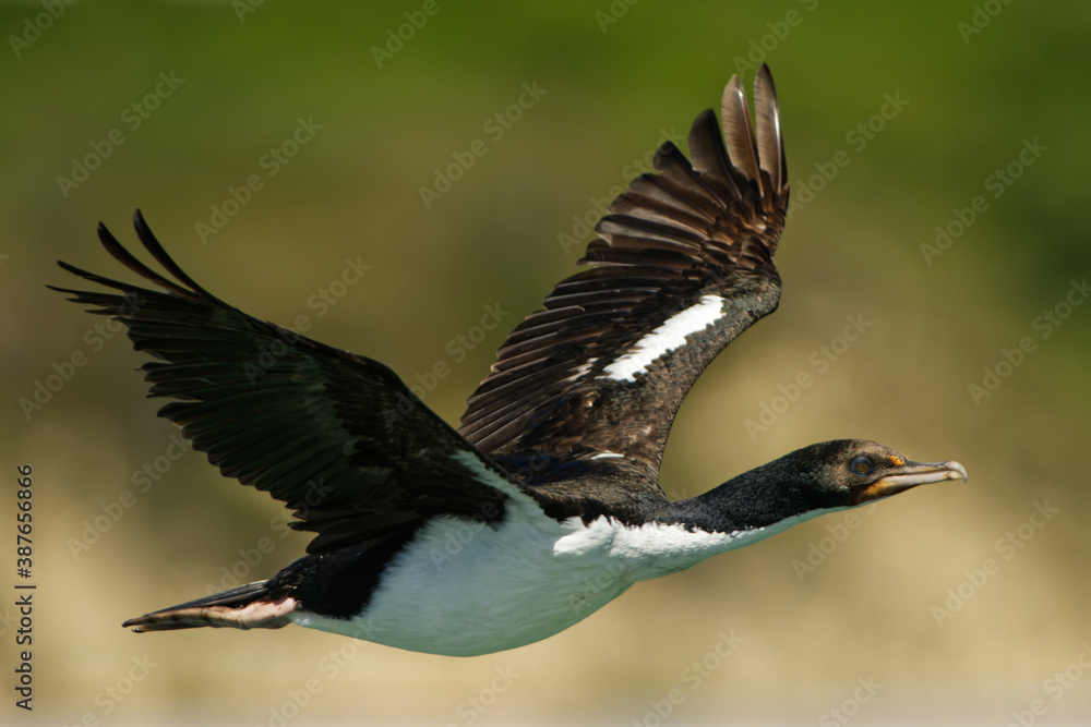 Obraz premium Bronze Shag (Phalacrocorax chalconotus), also Stewart Island Shag or Stewart Shag, species of shag endemic to the South Island of New Zealand, Stewart Island - Rakiura