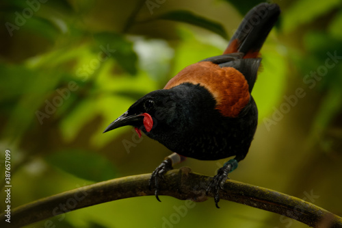 Singing North Island Saddleback - Philesturnus rufusater - tieke in the New Zealand Forest, very special species of endemic bird photo