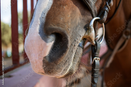 muzzle of a horse with a stirrup close-up