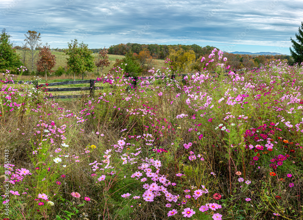 Field of cosmos and other flowers in central Virginia in autumn. Field of cosmos and other flowers in central Virginia in autumn.