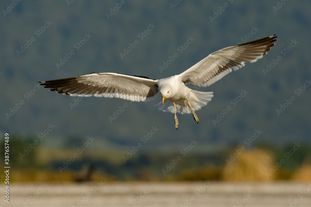 Southern black-backed gull - Larus dominicanus - karoro in maori, also known as Kelp Gull or Dominican or Cape Gull, breeds on coasts and islands through much of the southern hemisphere Southern black-backed gull - Larus dominicanus - karoro in maori, also known as Kelp Gull or Dominican or Cape Gull, breeds on coasts and islands through much of the southern hemisphere