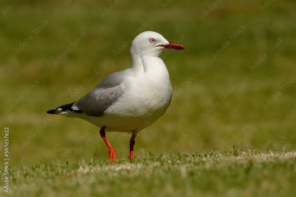 Red-billed Gull - Chroicocephalus scopulinus also Mackerel or Dolphin Gull, native of New Zealand, Maori name of this species is Tarapunga or Akiaki. White and grey bird with red beak and leggs