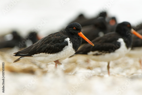 South Island Oystercatcher - Haematopus finschi - torea in maori, one of the two common oystercatchers found in New Zealand, black and white wading bird on the beach