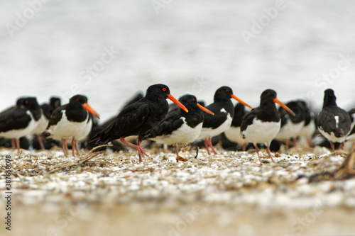 South Island Oystercatcher - Haematopus finschi - torea in maori, one of the two common oystercatchers found in New Zealand, black and white wading bird on the beach photo