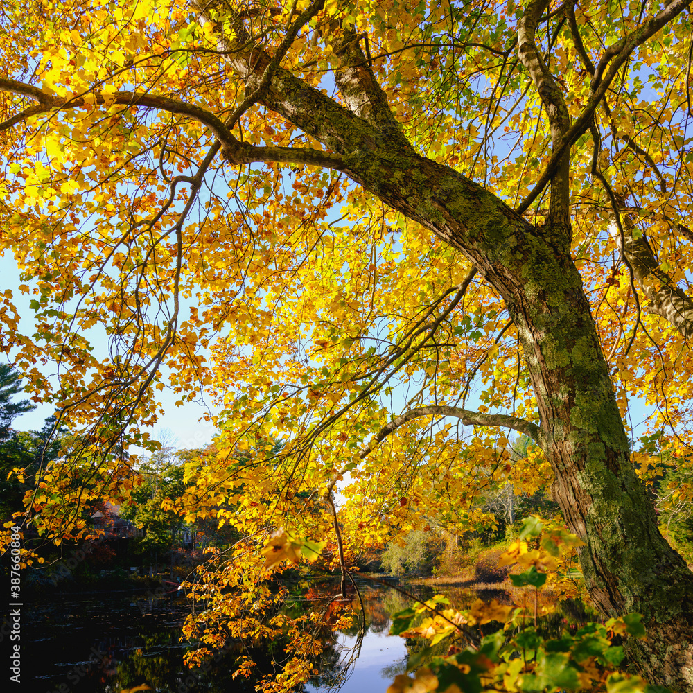Fototapeta premium Yellow autumn leaves of lichen-covered maple tree over the pond on Cape Cod in October