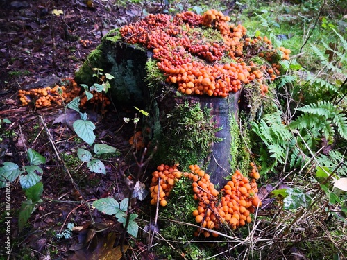 mushrooms
