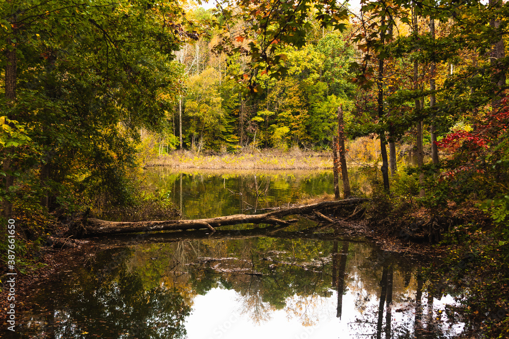 Fototapeta premium autumn in the forest