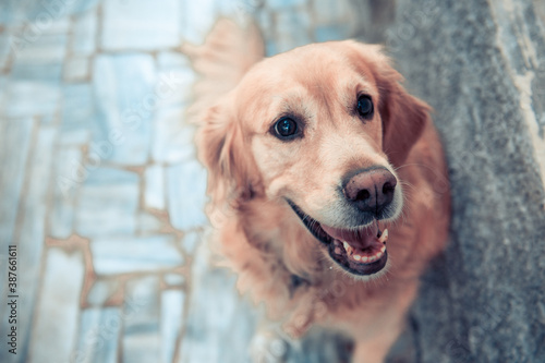 Owner training Golden Retriever dog