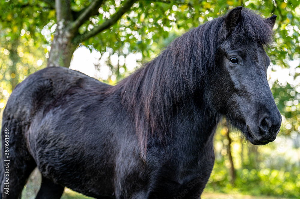 Fototapeta premium Islay Aleiga