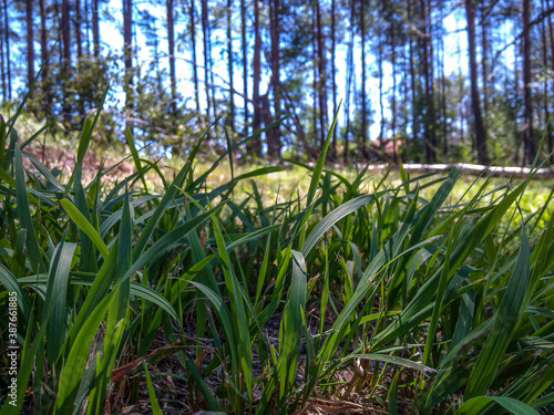 The green grass of my home
