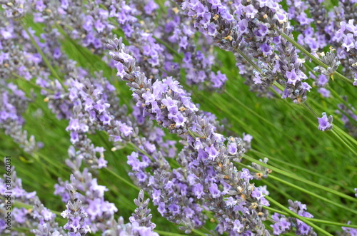 Lavender field on a sunny day