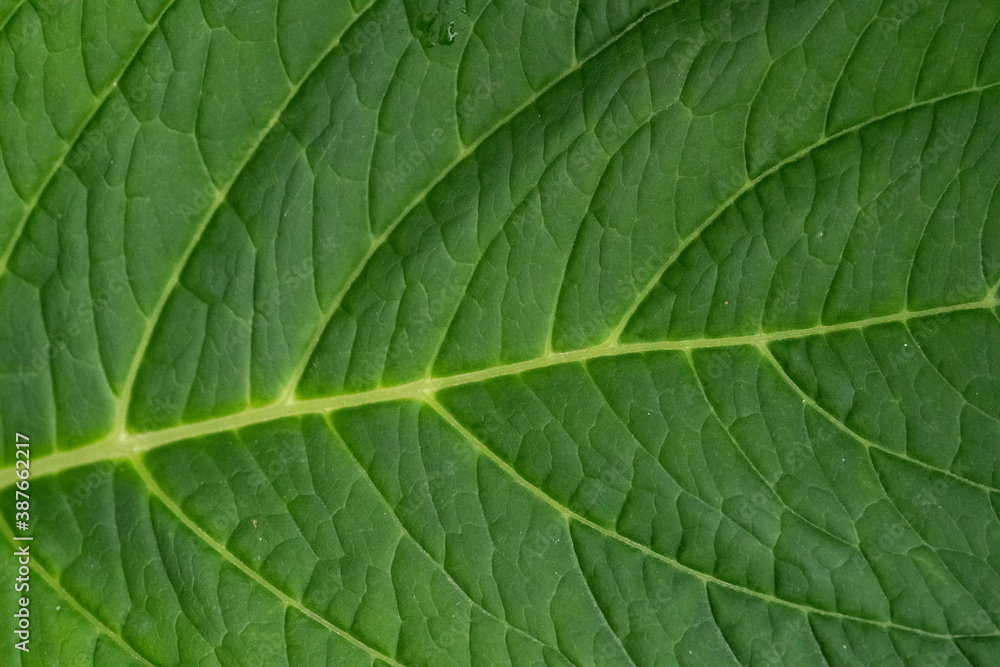 Green plant leaf as background or texture