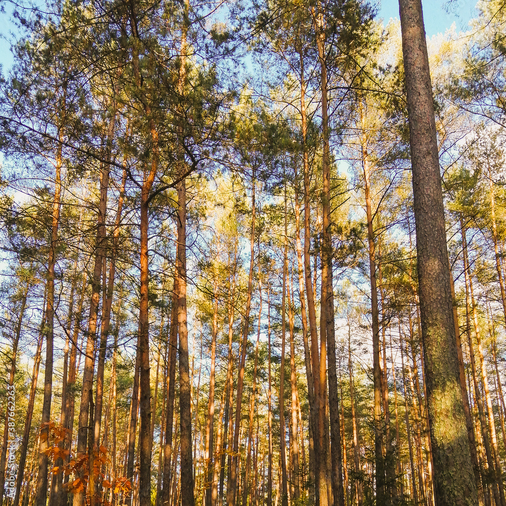 autumn forest in the autumn