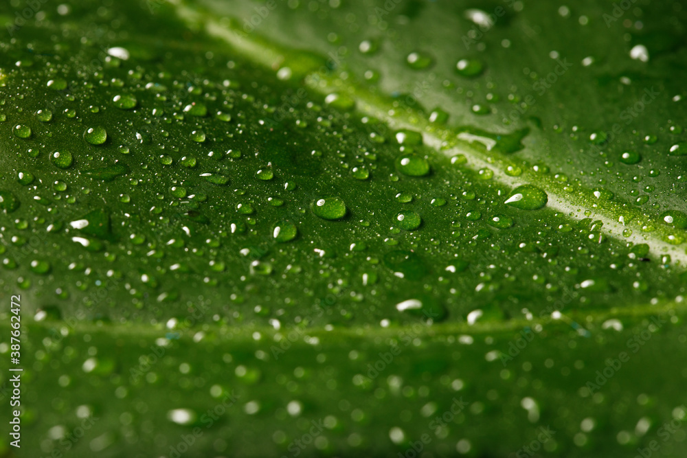 Green leaf with drops of water close up Green leaf with drops of water close up
