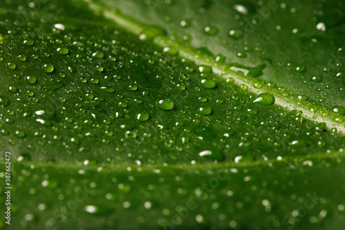 Green leaf with drops of water close up