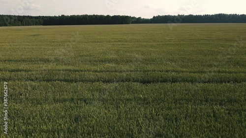 Drone flies over the green field aerial view 4k