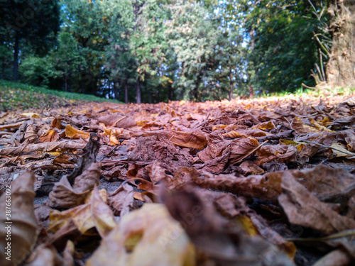 autumn leaves on the ground