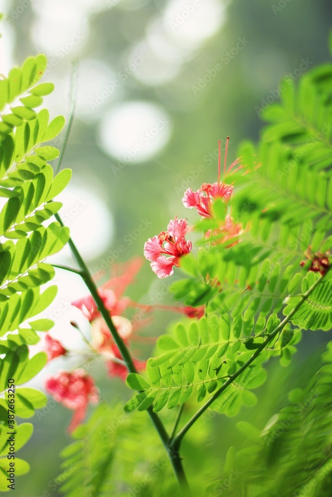 Beautiful flower plant of peacock flowers also know as Caesalpinia pulcherrimq Beautiful flower plant of peacock flowers also know as Caesalpinia pulcherrimq
