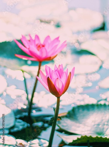 Beautiful pink lotus with bright background
