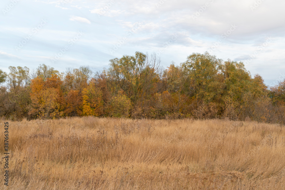 autumn forest landscape with blue sky background autumn forest landscape with blue sky background