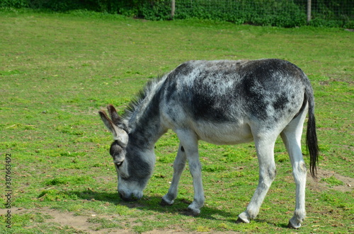 The gray donkey eats green grass.