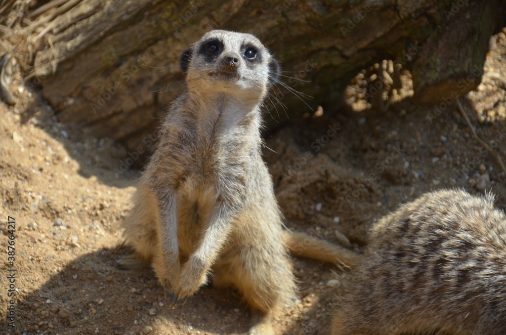 Fototapeta premium The meerkat stands on yellow sand on its hind legs.
