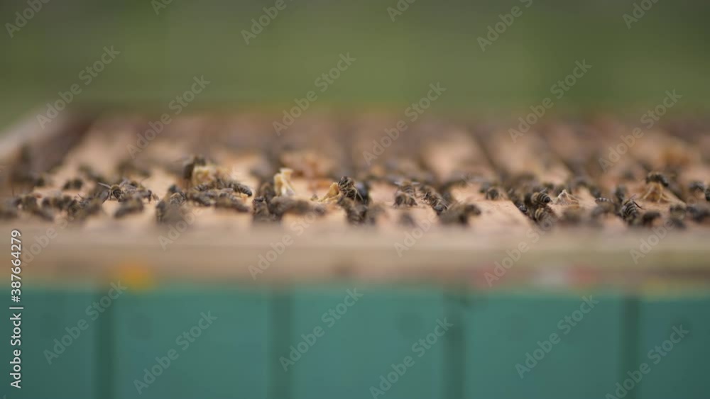 Gros plan sur des abeilles volantes. Ruche en bois et abeilles.